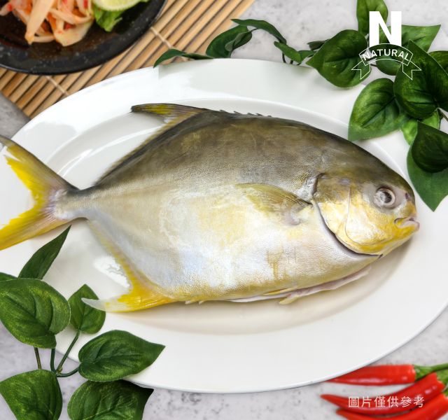 金鯧 SNUBNOSE POMPANO